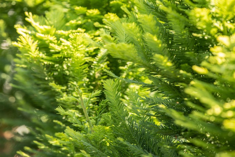 Taxodium distichum 'Peve Minaret', Sumpfzypresse, kompakt, 50–60 cm