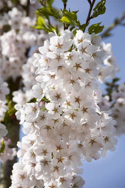Nahaufnahme einer blühenden Kirschblüte an einem Baumzweig