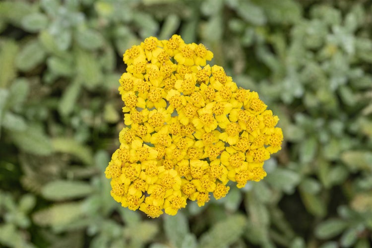 Achillea tomentosa, Teppich-Schafgarbe, gelb, ca. 9x9 cm Topf