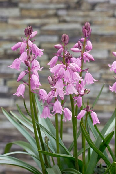 Hyacinthoides hispanica 'Rose Queen', Spanisches Hasenglöckchen, rosa, 2L Topf