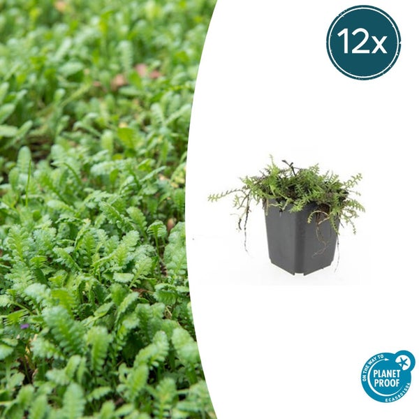12er-Pack Bodendecker in Kunststofftöpfen mit feinfiedrigem grünem Laub, On the way to Planet Proof Logo.