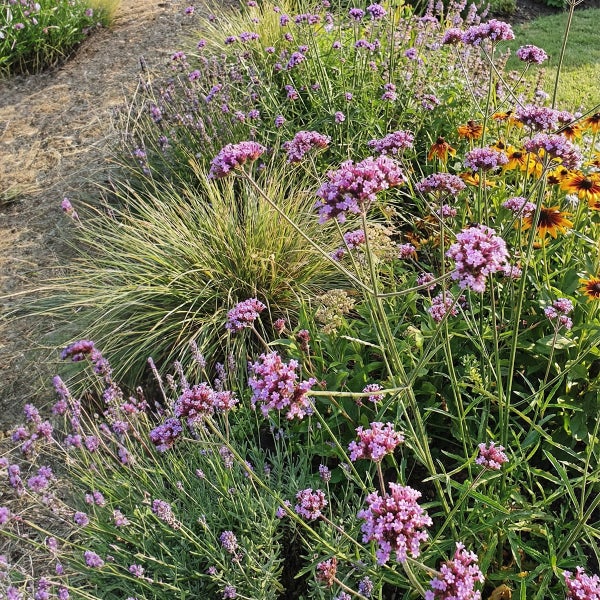 Patagonisches Eisenkraut Verbena bonariensis in einem sonnigen Gartenbeet mit Ziergräsern und Rudbeckia.