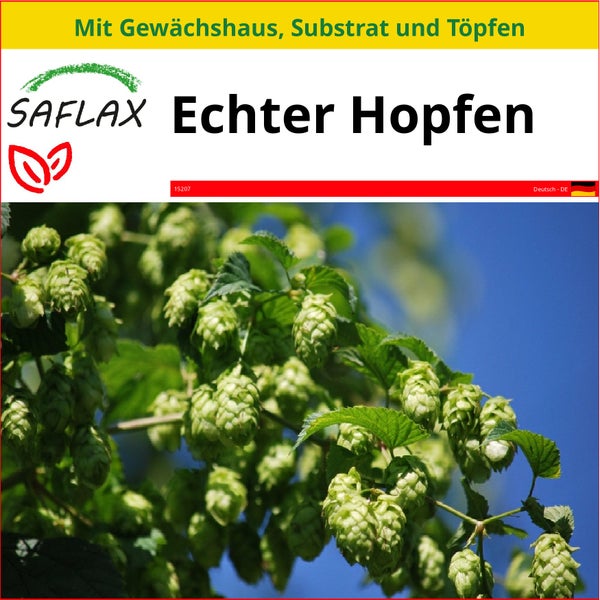 SAFLAX Anzucht Set - Echter Hopfen - Humulus lupulus - 50 Samen - Mit Mini-Gewächshaus, Anzuchtsubstrat und 2 Töpfen