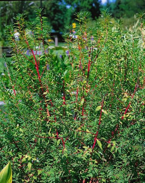 Euphorbia palustris, Sumpf-Wolfsmilch, ca. 9x9 cm Topf