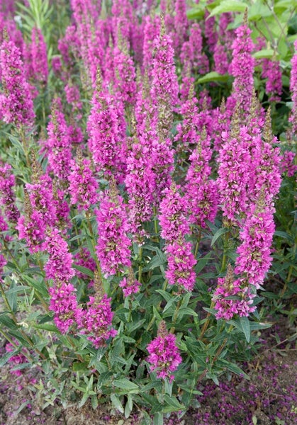 Lythrum salicaria 'Robert', Blutweiderich, rosa, ca. 11x11 cm Topf