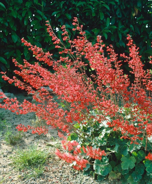 Heuchera sanguinea, Purpurglöckchen, rotblühend, ca. 9x9 cm Topf