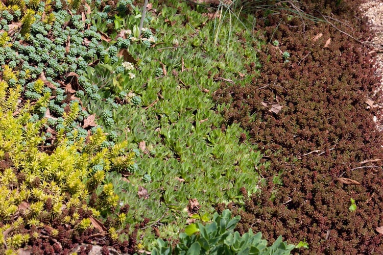 Sedum album, weißblühend, ca. 9x9 cm Topf