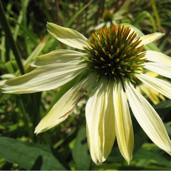 Nahaufnahme einer einzelnen, blassgelben Sonnenhutblüte