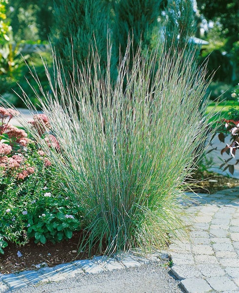 Schizachyrium scoparium, Präriegras, ca. 9x9 cm Topf, zierlich