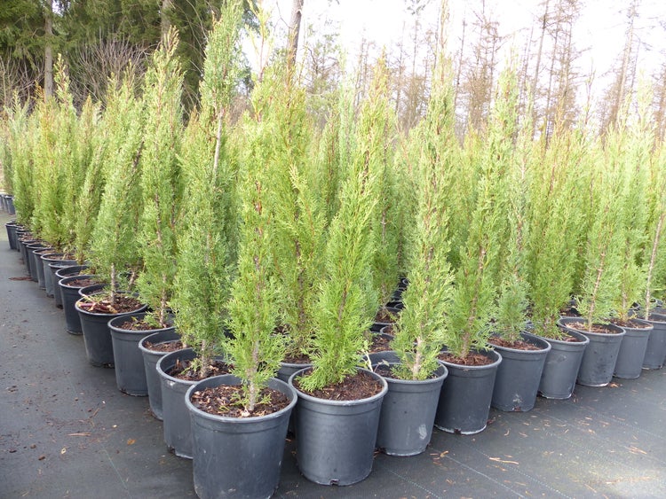 8x Mittelmeerzypresse 90 - 120 cm Säulen Toskana Zypressen Zypresse Cupressus Semper