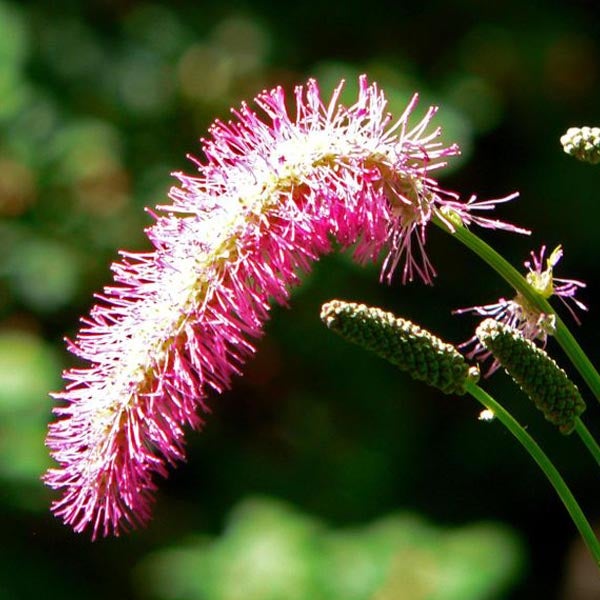 Wiesenknopf mit rosa Blüte
