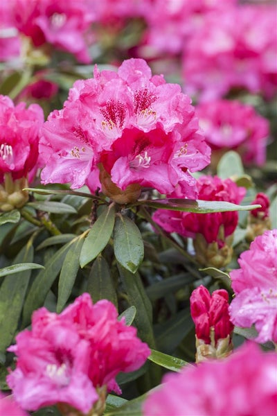 Rhododendron yakushimanum 'Sneezy', rosa Blüten, 25–30 cm