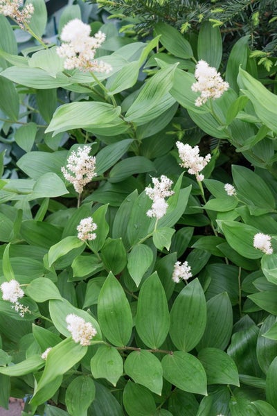 Smilacina racemosa, Duftende Weißwurz, ca. 9x9 cm Topf