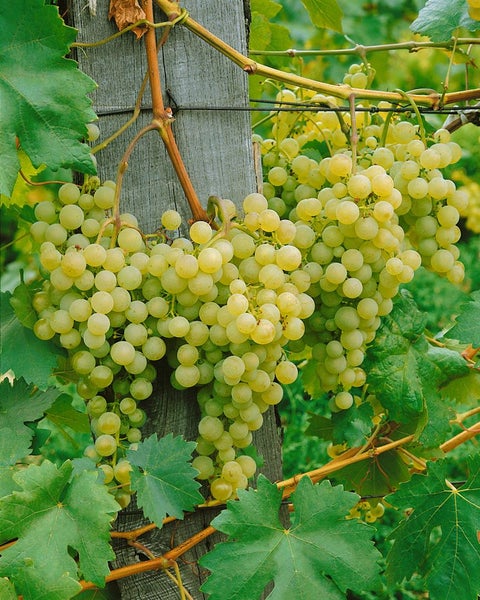 Vitis vinifera, Weinrebe, weiß, 40–60 cm