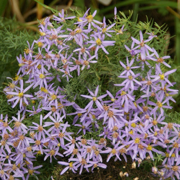 Herbstaster mit lila Blüten