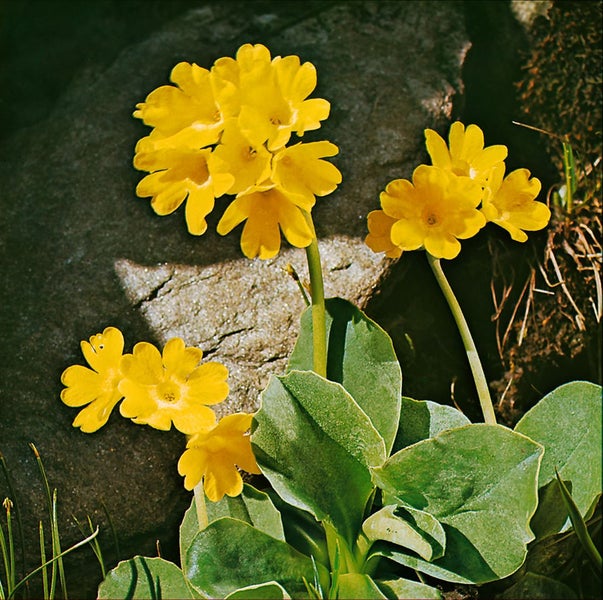 Primula auricula, gelb, ca. 9x9 cm Topf