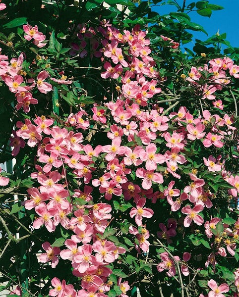 Kletterpflanze mit rosa Blüten und grünen Blättern.