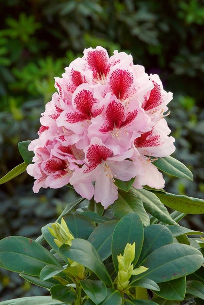 Rhododendron Hybr. 'Belami', Rhododendron, rosa Blüten, 40–50 cm