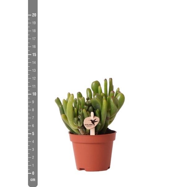 Kolibri Greens Grünpflanze Sukkulente Crassula Hobbit Topfgröße 6cm grüne Zimmerpflanze frisch aus der Gärtnerei