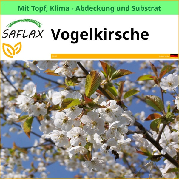 Saflax Vogelkirsche im Topf mit Klima-Abdeckung und Substrat