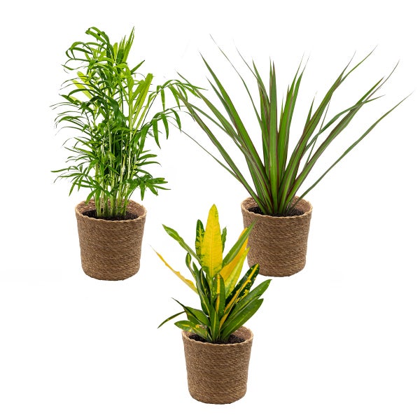 3x Tropische Zimmerpflanzenmischung Inkl. Seagrass Basket Lux – ⌀12 cm - ↕ 25-40 cm