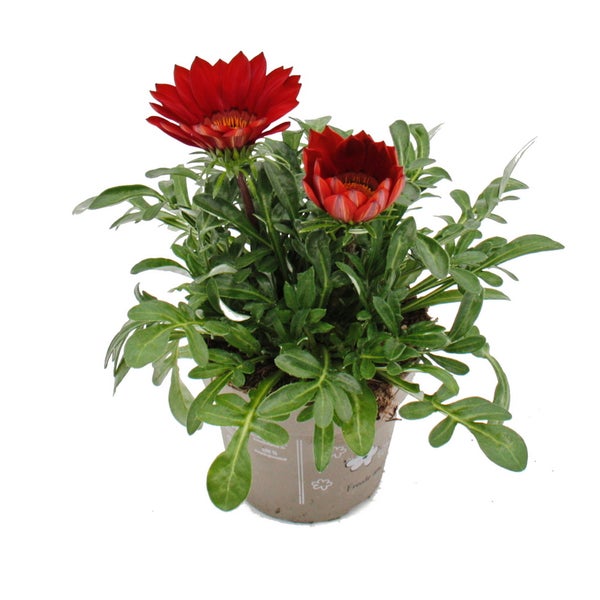 Gazanie im Topf mit roten Blüten