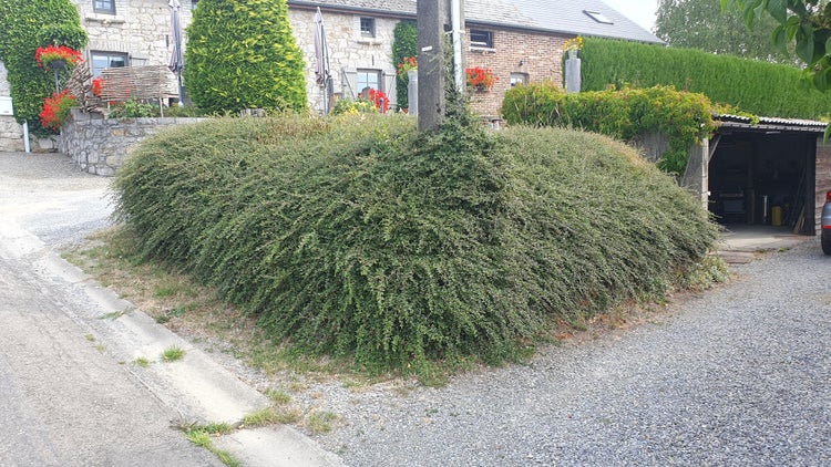 Großflächiger, dichter Bodendecker als Hangbepflanzung vor einem Wohnhaus mit Natursteinmauer.
