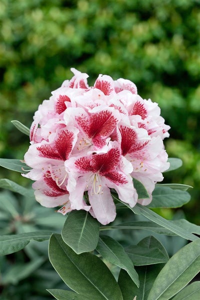 Rhododendron Hybr. 'Belami', Rhododendron, 30–40 cm