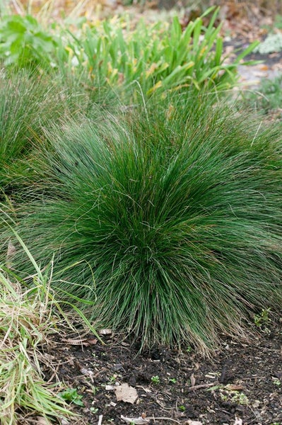 Festuca amethystina, Blauschwingel, ca. 9x9 cm Topf