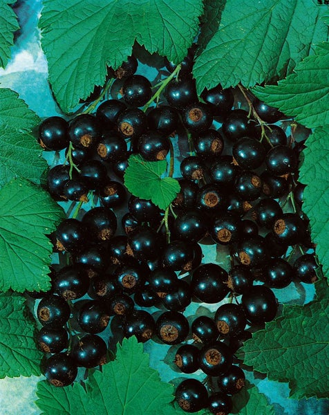 Ribes nigrum 'Ben Sarek', Schwarze Johannisbeere, 40–60 cm