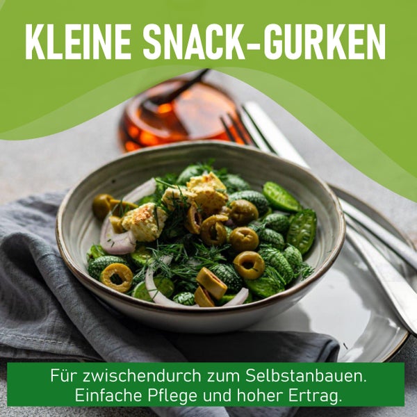 Schüssel mit Salat aus kleinen Snack-Gurken, Oliven, Käse und Kräutern. Texthinweis zum Selbstanbau und Ertrag von Snack-Gurken.
