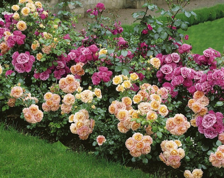 Rosa 'Chorus', Rose, leuchtend orange, 3-5 Liter Container