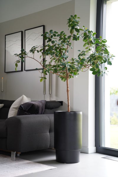 Modernes Wohnzimmer mit einer großen grünen Zimmerpflanze in einem zylindrischen dunkelgrauen Pflanzgefäß neben einem grauen Sofa.