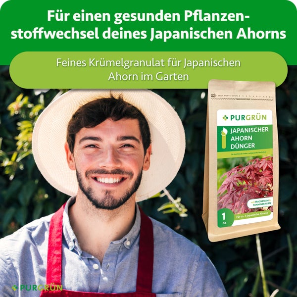 Ein glücklicher Gärtner vor einer Pflanzenwand neben einer Packung Purgrün Japanischer Ahorn Dünger im Granulatform.