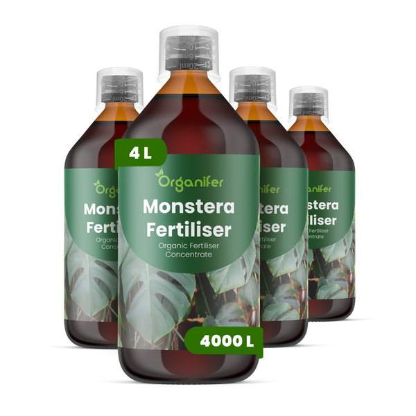 Monstera deliciosa Zimmerpflanze mit großen gefensterten Blättern in einem Topf, Organifer Logo