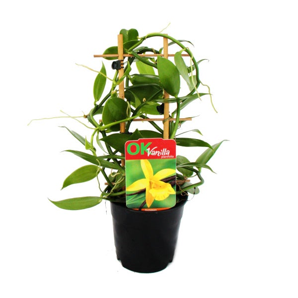 Detailansicht eines Gartentisches aus Holz mit Tischbein und Herstellerlogo