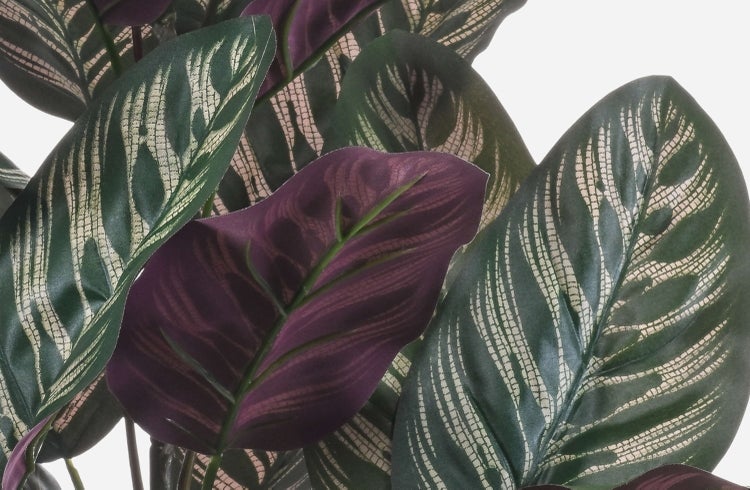 Nahaufnahme der schmalen rötlichen und grünen Halme eines Ziergrases wie Pennisetum setaceum.