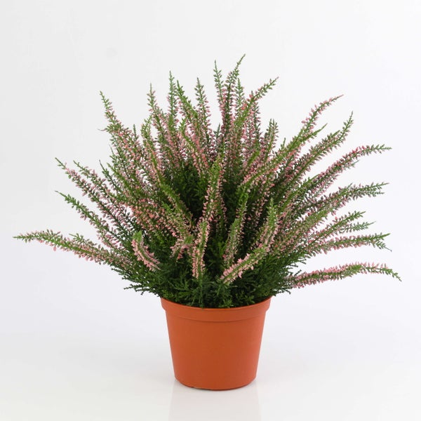 Calluna vulgaris Besenheide mit rosa Blüten in einem Pflanztopf.