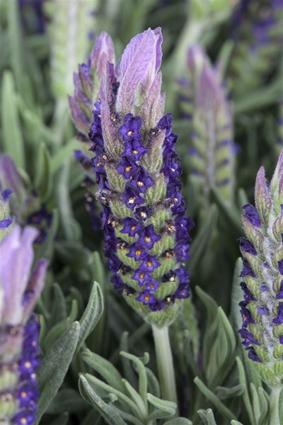 Nahaufnahme von spanischem Lavendel mit lila Blüten