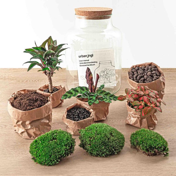 Flaschengarten Milky - DIY Pflanzenterrarium -  30 cm hoch - mit Palme Drachenbaum