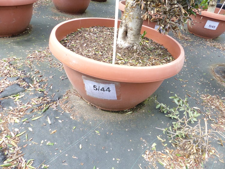 Olivenbaum Pon Pon 170 cm | 7 Pon Pon Bonsai Formgehölz, winterhart