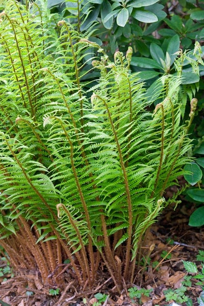 Dryopteris wallichiana, Wallichs Wurmfarn, ca. 9x9 cm Topf