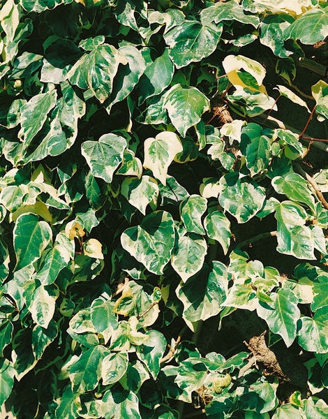 Hedera colchica 'Dentata Variegata', Efeu, buntlaubig, 60–100 cm