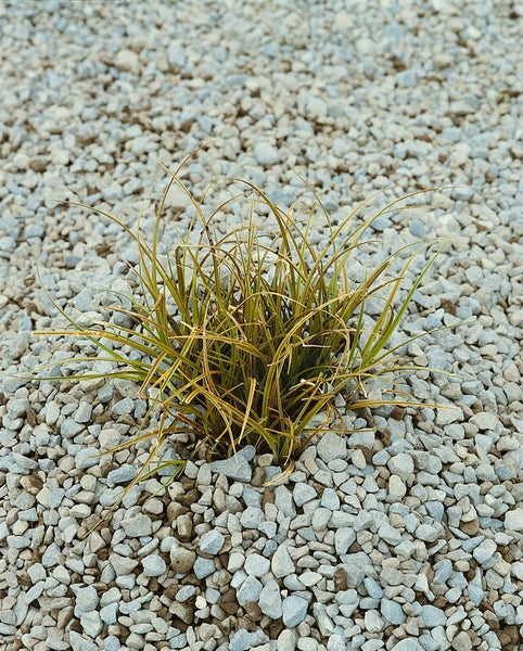 Carex testacea, Neuseeländisches Segge, orange-braun, ca. 9x9 cm Topf