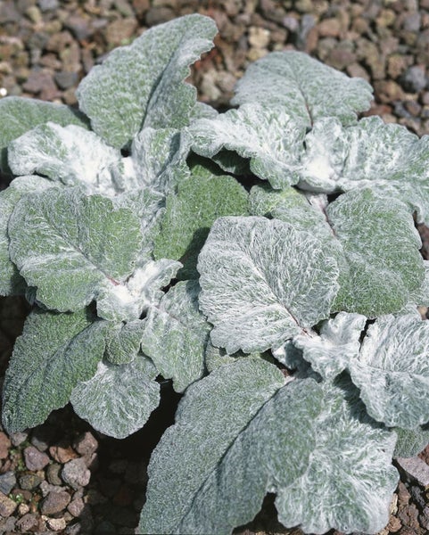 Nahaufnahme einer Wollziestpflanze mit flaumigen Blättern