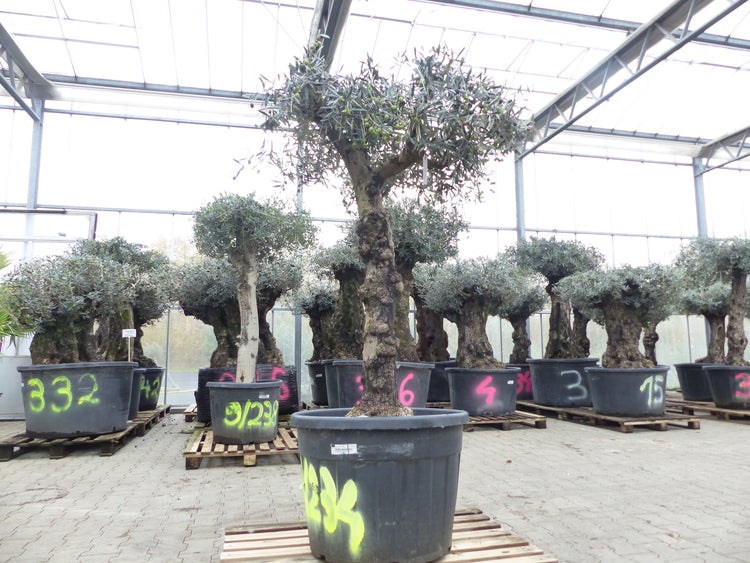 genau diesen Baum Nr. 5/H, 250 cm, Olivenbaum, knorrige alte urige Olive winterhart