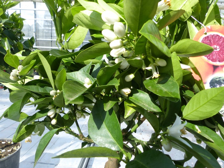 Citrus Sinensis Stamm Orangenbaum 80 - 90 cm Zitrus Orange Obstbaum