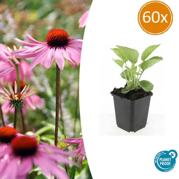 Set mit 60 Echinacea Jungpflanzen im Topf mit Planet Proof Siegel.