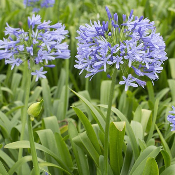 Blühende Schmucklilie im Gartenbeet