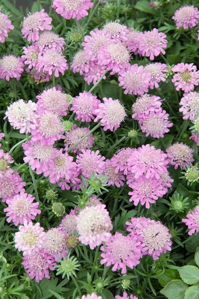 Scabiosa japonica var.alpina, Skabiose, zartblau, ca. 9x9 cm Topf